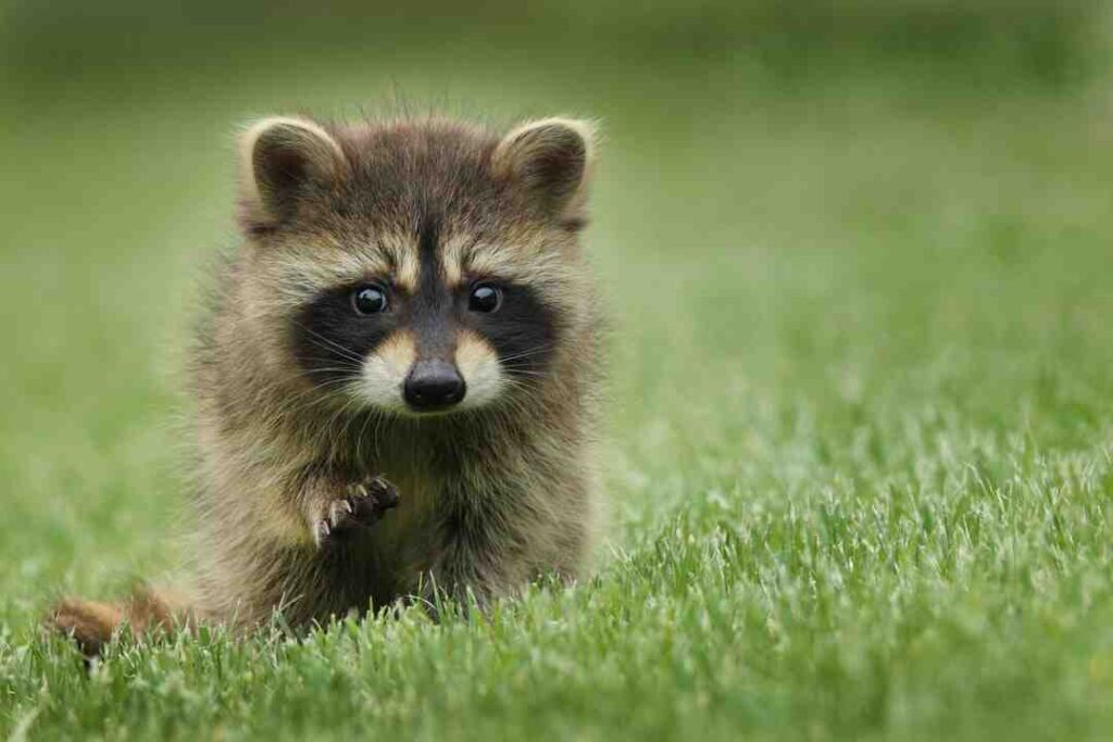 Quel Est Le Pokémon Le Plus Mignon