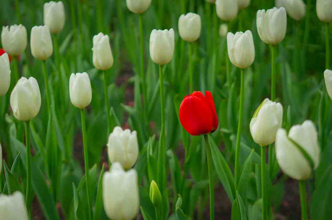 Comment jouer à Among Us gratuit sur PC ?